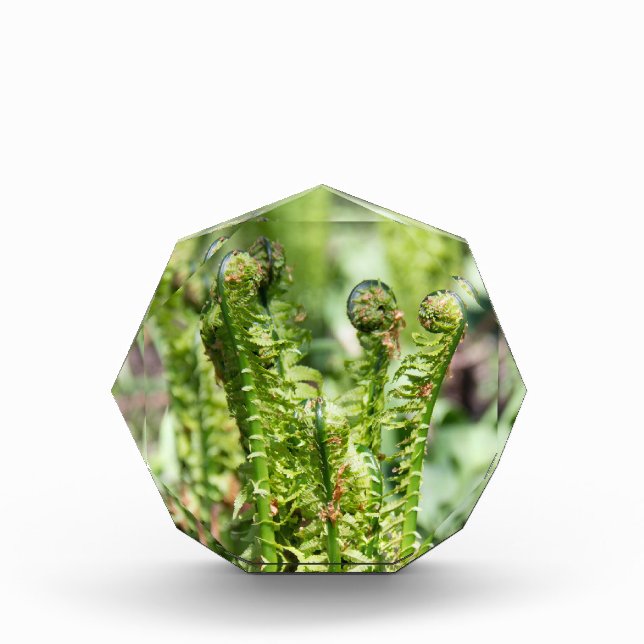 Erwecken des jungen Farns im Garten Fotoblock (Vorderseite)