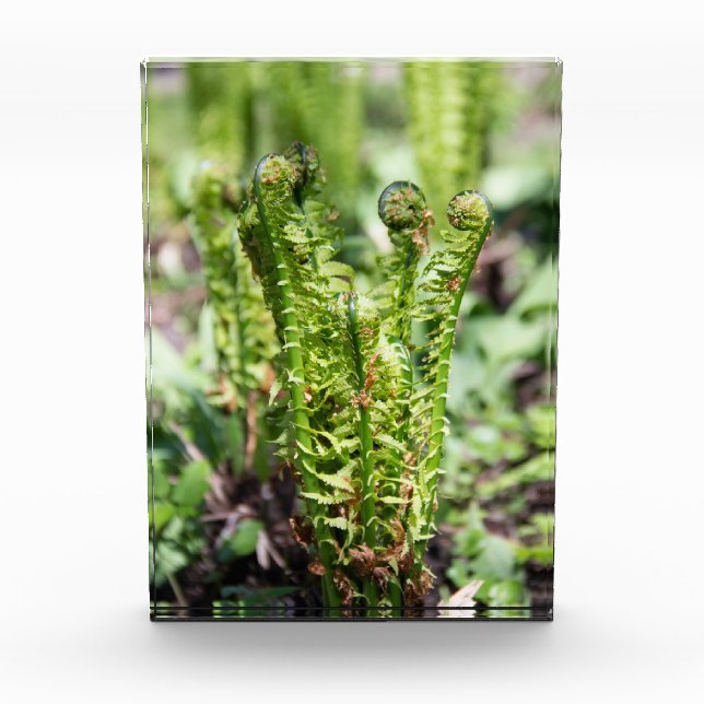 Erwecken des jungen Farns im Garten Fotoblock (Vorderseite)