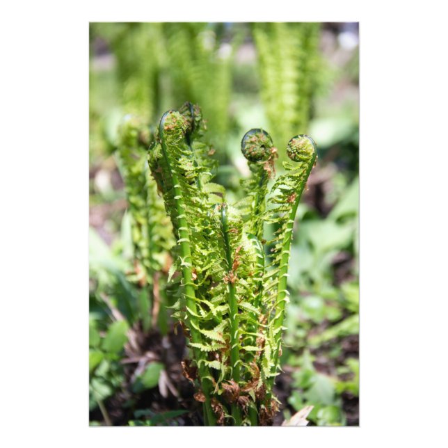 Erwecken des jungen Farns im Garten Fotodruck (Vorne)