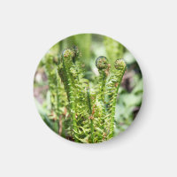 Erwecken des jungen Farns im Garten