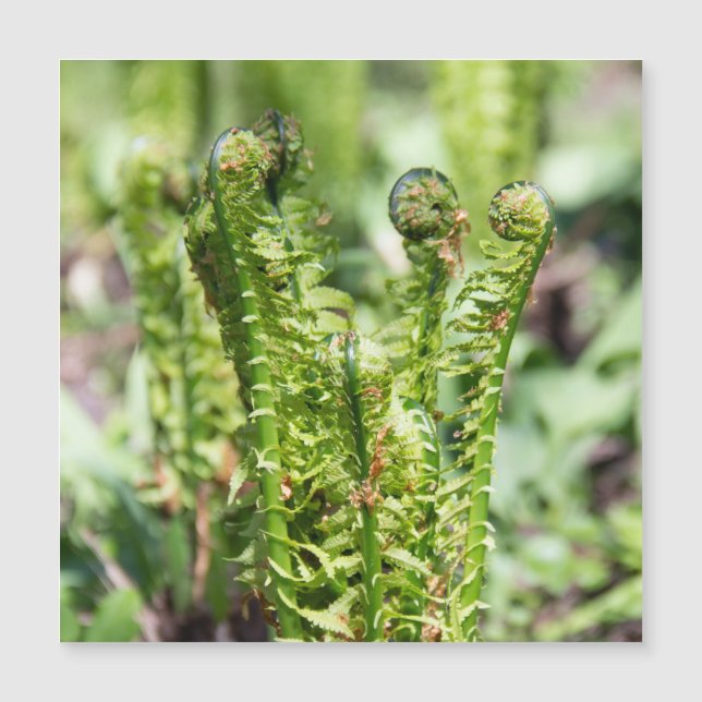 Erwecken des jungen Farns im Garten Magnetkarte (Vorderseite)