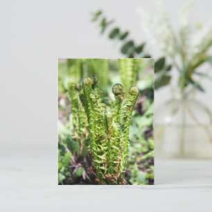 Erwecken des jungen Farns im Garten Postkarte