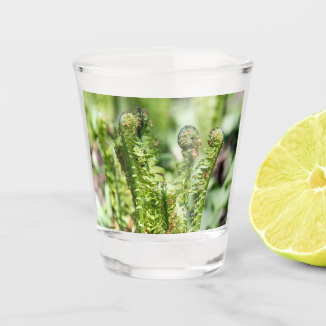 Erwecken des jungen Farns im Garten Schnapsglas (Vorderseite)