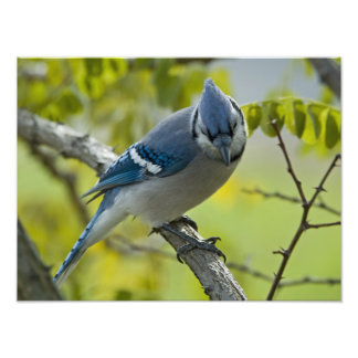 Erweiterung des Blue Jay Foto