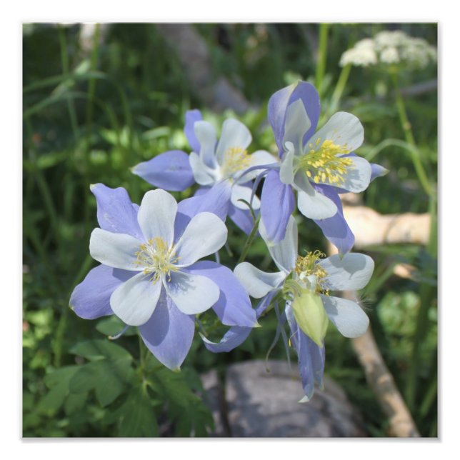 Erweiterung des Fotos Columbine Fotodruck (Vorne)