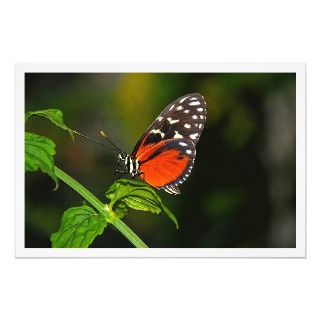 Erweiterung des Fotos Fotodruck (Vorne)