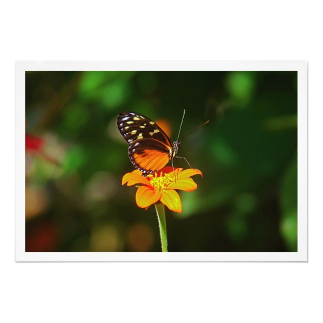 Erweiterung des Fotos Fotodruck (Vorne)