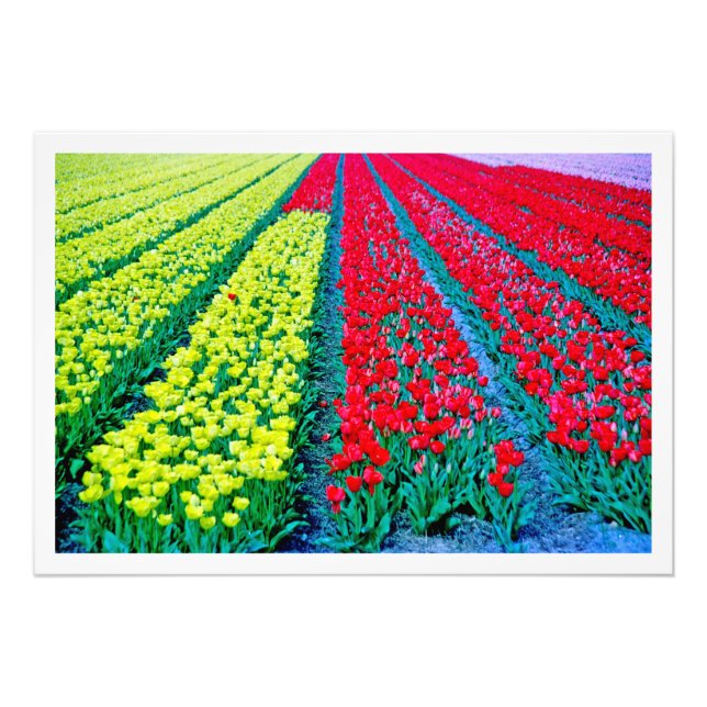 Erweiterung des Fotos Fotodruck (Vorne)