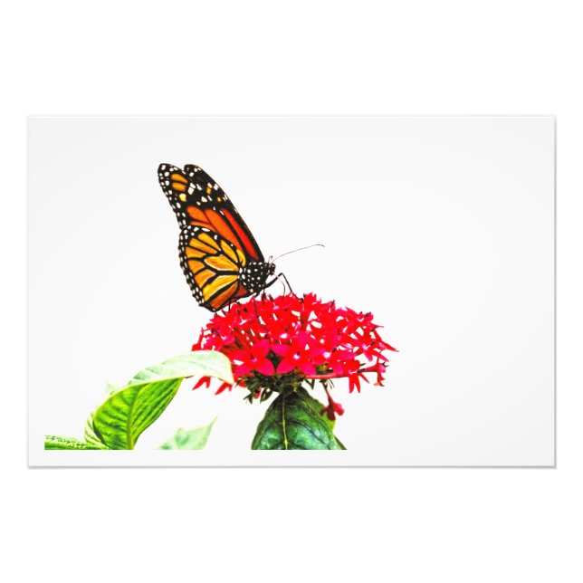 Erweiterung des Fotos Fotodruck (Vorne)