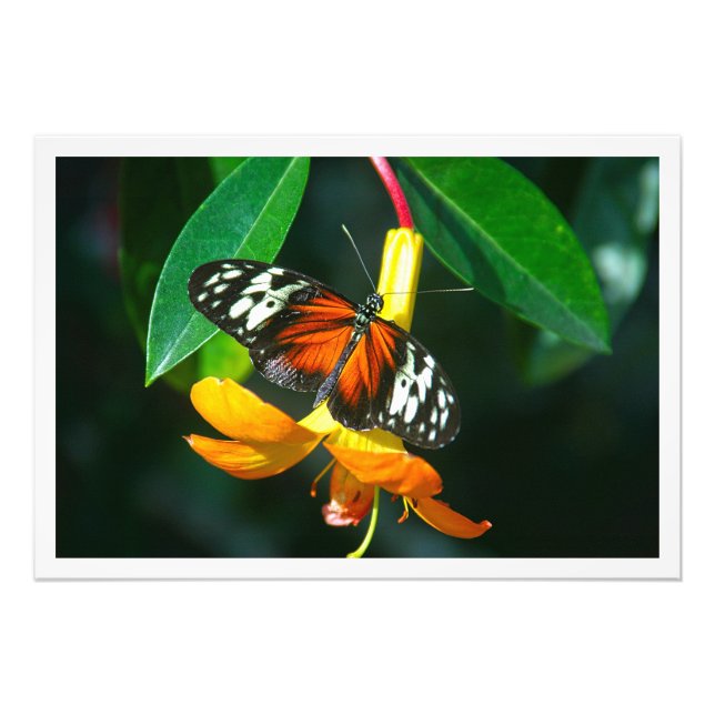 Erweiterung des Fotos Fotodruck (Vorne)