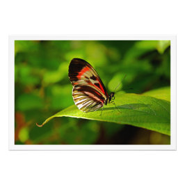 Erweiterung des Fotos Fotodruck