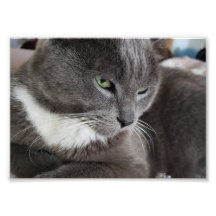 Erweiterung des Fotos für Haustiere