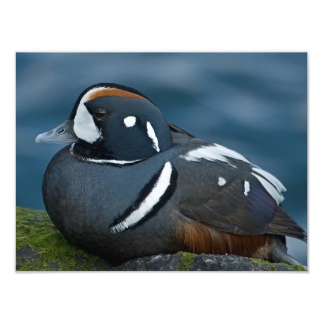 Erweiterung des Fotos Harlequin Duck Fotodruck (Vorne)