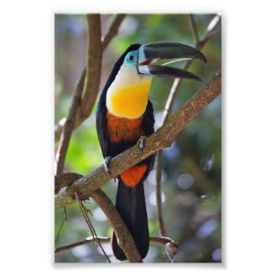 Erweiterung des tropischen Toucan Design Fotos Fotodruck