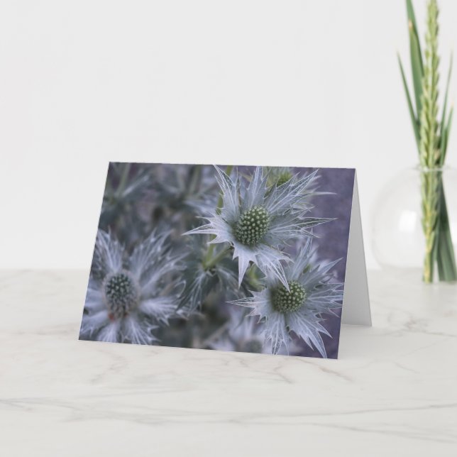 Eryngium giganteum, 'Miss Willmott's Ghost' Karte (Vorderseite)