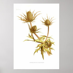 Eryngium oliverianum poster