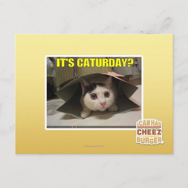 Es ist Caturday? Postkarte (Vorderseite)