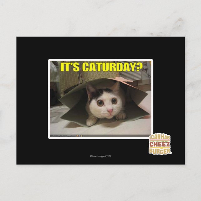 Es ist Caturday? Postkarte (Vorderseite)