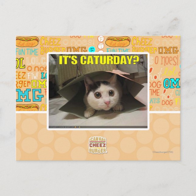 Es ist Caturday? Postkarte (Vorderseite)