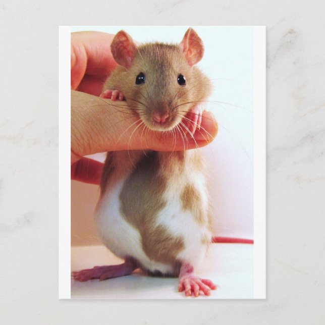 Es ist ein bisschen anders Down Under Rattie Postkarte (Vorderseite)