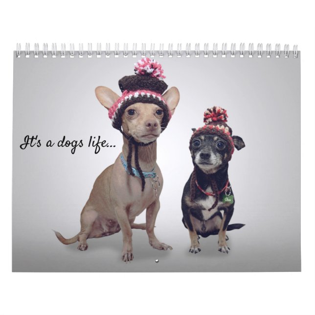 Es ist ein Hundeleben, Hund des Monatskalenders Kalender (Titelbild)