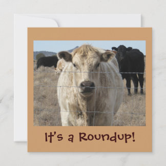 Es ist ein Roundup! Kühe - Rührei am Rind Einladung