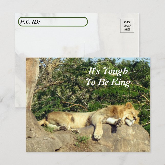 Es ist schwer König zu sein - Bild vom Löwenschlaf Postkarte (Vorne/Hinten)