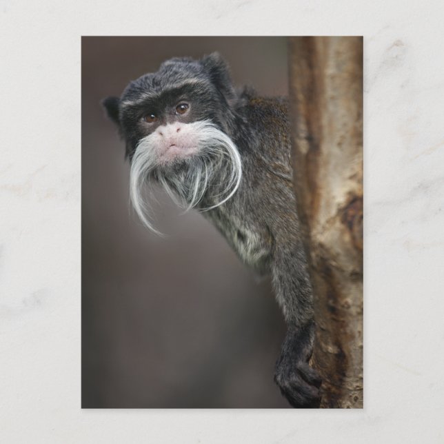 Es-Tu Mon Barbier ? Carte postale (Devant)