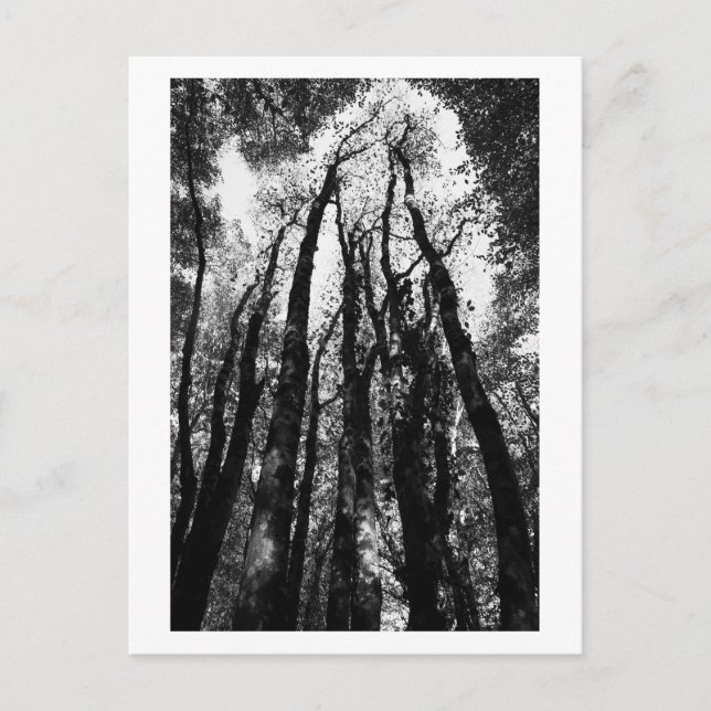 Es war einmal im Wald Postkarte (Vorderseite)