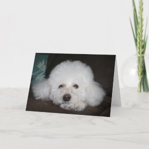 Es wird okay sein, Dog Card Karte