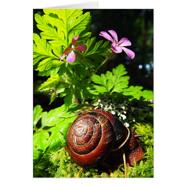Escargot (Devant)