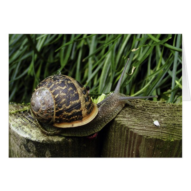 Escargot (Devant horizontal)