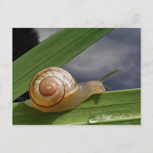 Escargot 96 ~ carte postale