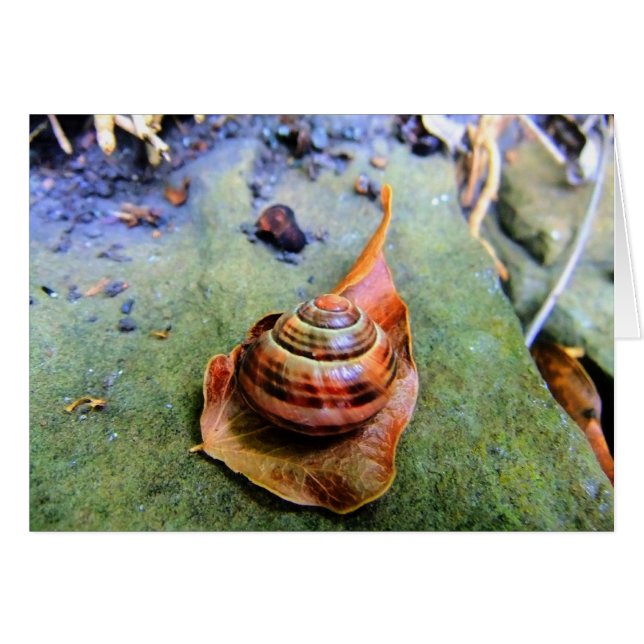 Escargot de jardin sur la feuille en Abstrait (Devant horizontal)