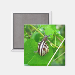 Escargot de terre strié sur un aimant de feuille