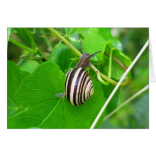 Escargot de terre strié sur une carte blanche à fe