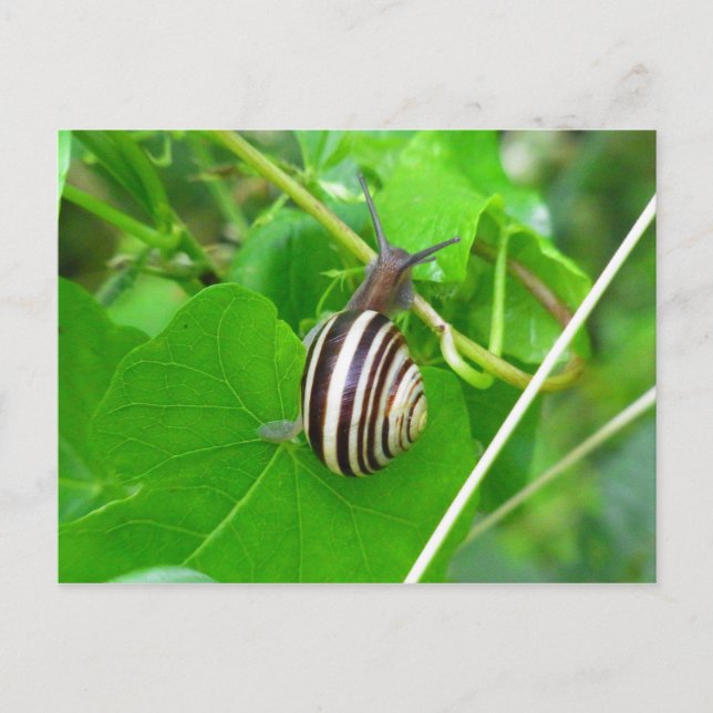 Escargot de terre strié sur une carte postale feui (Devant)