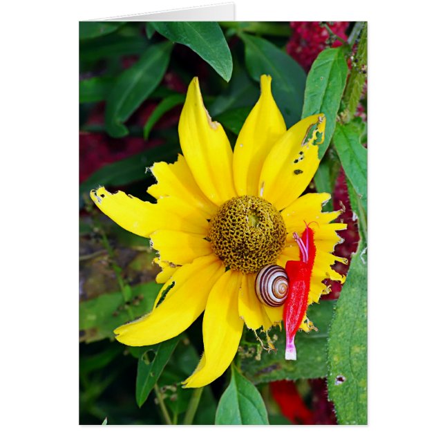 Escargot et fleurs (Devant)