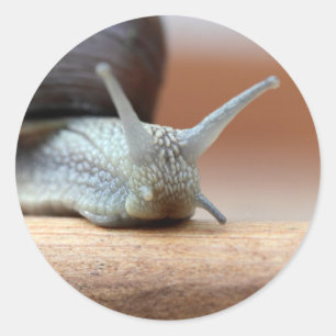 Escargot Runder Aufkleber