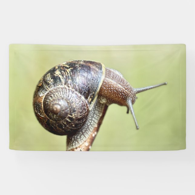 Escargots - Die große Freude Banner (Horizontal)