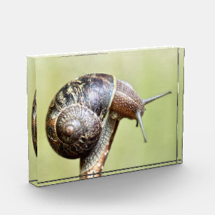Escargots - Die große Freude Fotoblock