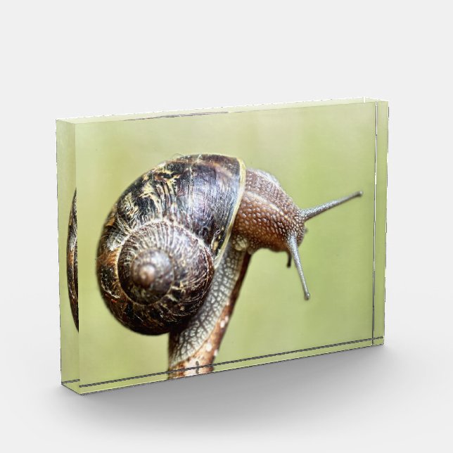 Escargots - Die große Freude Fotoblock (Links)