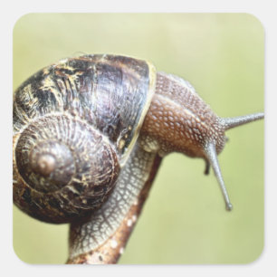 Escargots - Die große Freude Quadratischer Aufkleber