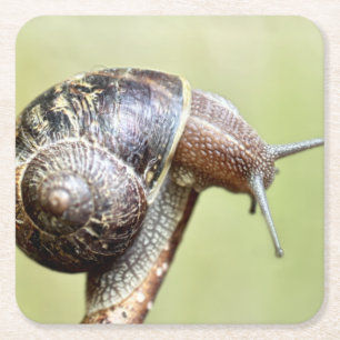 Escargots - Die große Freude Rechteckiger Pappuntersetzer