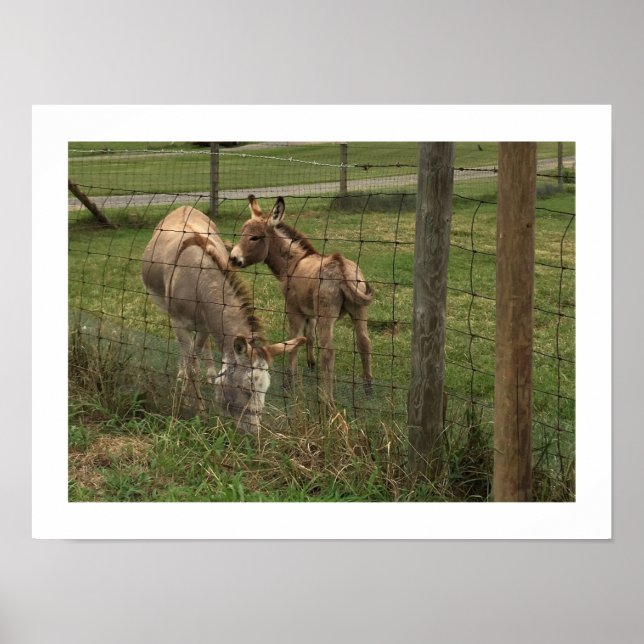 Esel Foto Poster (Vorne)