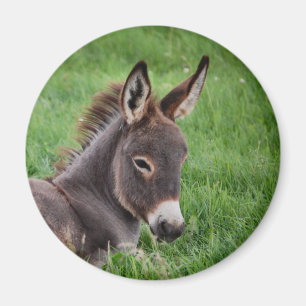 Esel im Gras Magnet