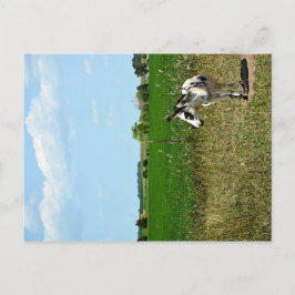 Esel in einem Feld Postkarte