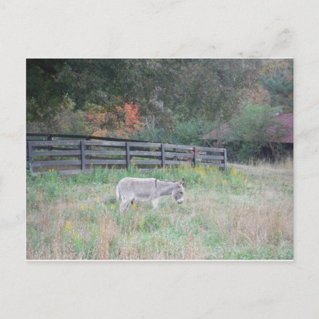 Esel in einem Herbstfeld. Postkarte (Vorderseite)