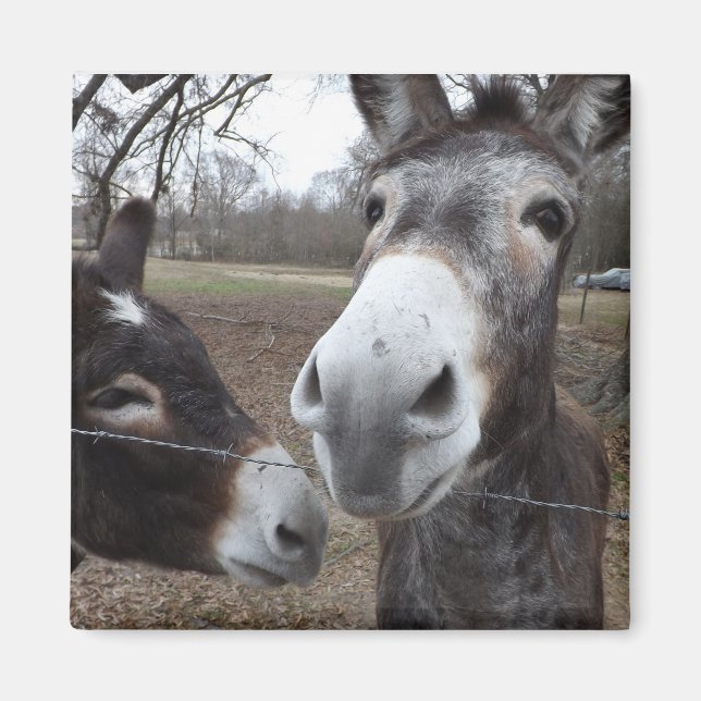 Esel! Magnet (Vorne)