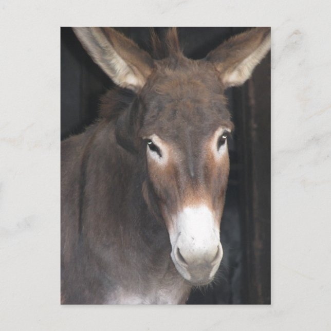 Esel-Schongebiet-Postkarte Postkarte (Vorderseite)